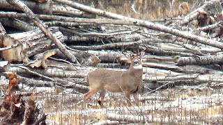 An Emotional Roller Coaster  2024 Whitetail Deer Hunt [upl. by Druce]