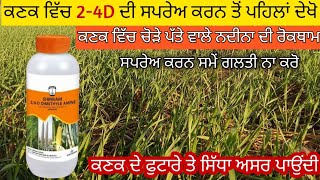 ਕਣਕ ਵਿੱਚ ਚੋੜੇ ਪੱਤੇ ਵਾਲੇ ਨਦੀਨਾਂ ਦੀ ਰੋਕਥਾਮ।24D ਦੀ ਸਪਰੇਅ ਕਰਨ ਤੋਂ ਪਹਿਲਾਂ ਦੇਖੋ। 24D Herbicide use wheat [upl. by Ilhsa317]