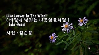 Like Leaves In The Wind바람에 날리는 나뭇잎들처럼Isla Grant amp 사진  김순용 [upl. by Yltsew]