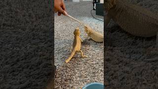 THE BEARDIES GOT MEALWORMS 😲🐛 beardeddragon beardies mealworms reptiles short ytshorts [upl. by Cheston665]