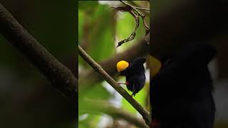 Golden headed Manakin ⚫️🌕 [upl. by Ociral]