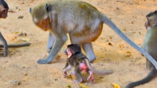 Nice Clip Very Young Mother Good Allow Her New Cute Baby Monkey Training [upl. by Francene995]