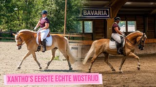 DIT GING ECHT AMAZING  Haflinger Event 2023  Haflingers King amp Beau [upl. by Bonnie618]