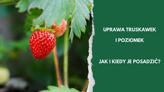 Uprawa truskawek i poziomek zasady i terminy sadzenia [upl. by Amor]