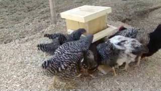 Automatic Chicken Feeder [upl. by Andromada]