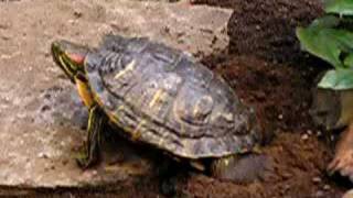 RedEared Slider Turtle Digging a Hole [upl. by Nnylsoj]