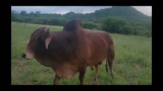 QUAL CAPIM O GADO PREFERE ANDROPOGON OU BUFFEL [upl. by Naamann]