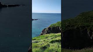 Cliff and birds in Grimsey Island [upl. by Assirual]