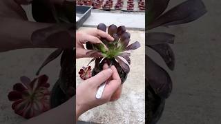 What Happens When You Combine TWO SUCCULENTS [upl. by Lorak38]