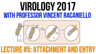 Virology Lectures 2017 5 Attachment and Entry [upl. by Anyrtak]