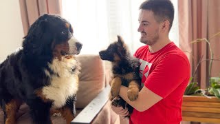 Bernese Mountain Dog Meets German Shepherd Puppy for the First Time [upl. by Drhacir]