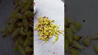 How to collect balsam seeds from plant for beginners  Impatiens balsamina seeds [upl. by Ellemrac]