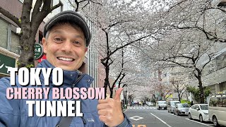 Tokyo Cherry Blossom Tunnels  Kayabacho Streets Lined w Sakura [upl. by Bayless997]