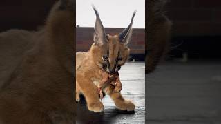 Caracal kitten Roy doesn’t share floppa kitty [upl. by Follansbee]