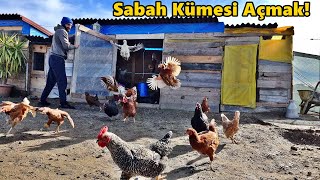 Sabah Kümes BöyleHerkül İyileştiTekirdağTavukkümeshorozyumurtacivciv [upl. by Senaj]