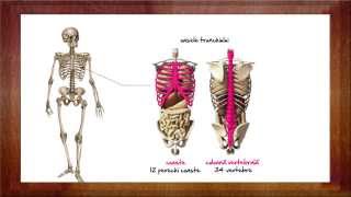 Biologie Sistemul osos  WinSchool [upl. by Aerdnuahs]