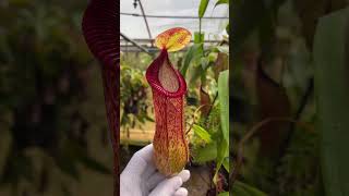 Item Short BE3672  N ventricosa x hamata carnivorous nepenthes [upl. by Kerin]