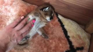 Каракал атакует Смешной котёнок Caracal attack Funny kitten [upl. by Fang]