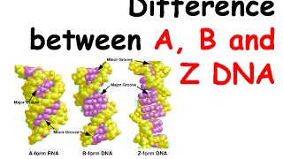 Difference between A B and Z DNA [upl. by Thordia]