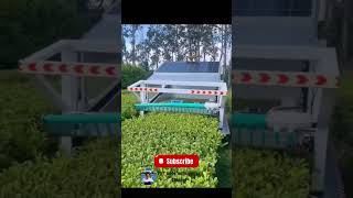 Tea Leaf Harvesting Secrets Relealed by 15 years Veteran harvester farmmachinery hightech [upl. by Noswal882]