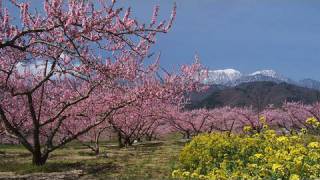 新府桃源郷 Peach Blossom Fairyland in Shinpu Shot on RED ONE [upl. by Demaggio635]