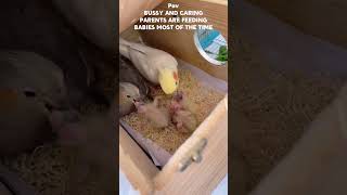 Cookies family Inside the Nest Box Cockatiel Parents Nurture Their Growing Chicks [upl. by Adnorrahs]