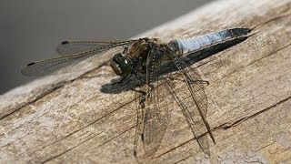 Black Tailed Skimmer Dragonfly Orthetrum cancellatum [upl. by Eb667]