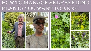 How to manage annual self seeding plants in your garden keep your eye on them [upl. by Caroline]