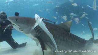 Tiger Sharks of Tiger Beach [upl. by Ellie]