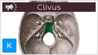 Clivus  Anatomical Terms Pronunciation by Kenhub [upl. by Alfreda]