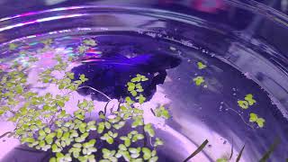 PURPLE BETTA FISH [upl. by Norreht853]