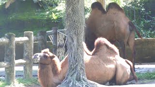 フタコブラクダ Bactrian camel：台北市立動物園（Taipiei Zoo） [upl. by Ylenats]