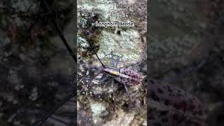 Macrochenus tigrinus… beetle sikkim youtube youtubeshorts shots nature videos videoshort [upl. by Adnilam409]