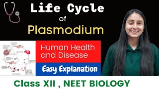 Life Cycle of Plasmodium  Malaria Parasite  CLASS XII  NEET [upl. by Kcirdehs626]