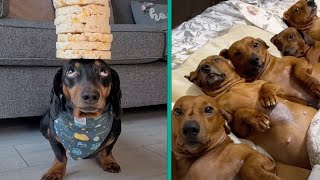 The Funniest Dachshund Moments 2023  A Hilarious Compilation for Sausage Dog Lovers FurryTails [upl. by Nosa]