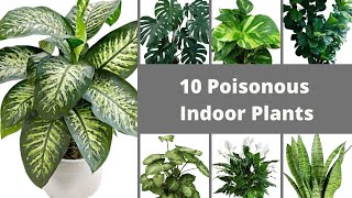 10 Poisonous Indoor Plants Common Toxic Houseplants Houseplants That Will Hurt Your Pets [upl. by Quillan]