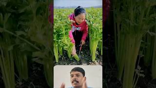 धनिया की खेती कैसे करें coriander seedlings are ready for spring planting satisfying shortsfeed [upl. by Ymij]