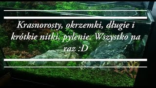 64Krasnorosty okrzemki nitki i pylenie w 25l Zabrakło tylko sinic xD [upl. by Varden]