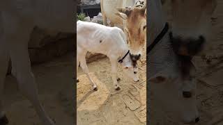 cow cowfarm animals babycow cuteanimals sanatan sanatandharma hindu kidsvideo funny love [upl. by Amalbergas576]