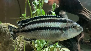 Mbuna cichlids care and tips easy beginner fish [upl. by Esikram]