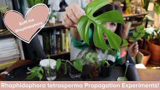 How to Propagate Rhaphidophora tetrasperma mini monstera  Propagation experiment [upl. by Roel]