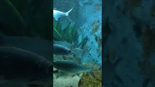 Megalops cyprinoides මෙගාලොප්ස් Tarpon freshwaterfish [upl. by Windsor]