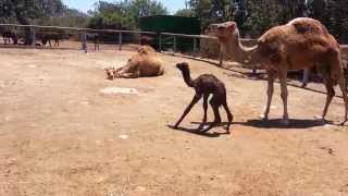 Baby Camel First Steps [upl. by Mur599]