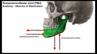 Temporomandibular Joint 😲 Mastication Muscles [upl. by Jadd]