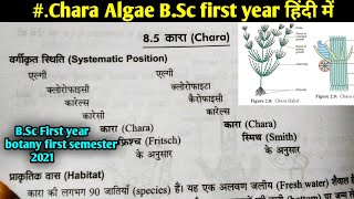 Chara Algae in hindi  BSc first year botany first semester Microbiology and plant pathology [upl. by Wesla]