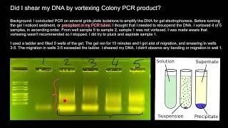 How to avoid shearing of DNA and Smearing of bands [upl. by Renzo]