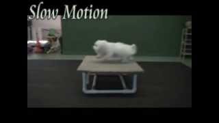 King Louis Coton de Tulear Tricks  Series 3 [upl. by Earej558]