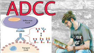 ADCC  Antibody dependent cell mediated cytotoxicity [upl. by Zadack]