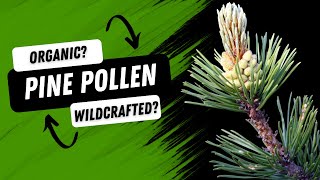 Exploring Organic Pine Pollen  Why Wildcrafted is Beyond Organic [upl. by Annaerda]