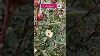 Roselle plant gardenplants kitchengarden shortsyoutube [upl. by Thornton]